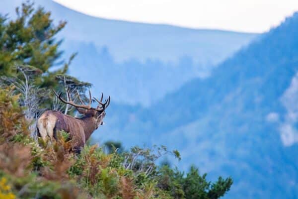 Brame du Cerf